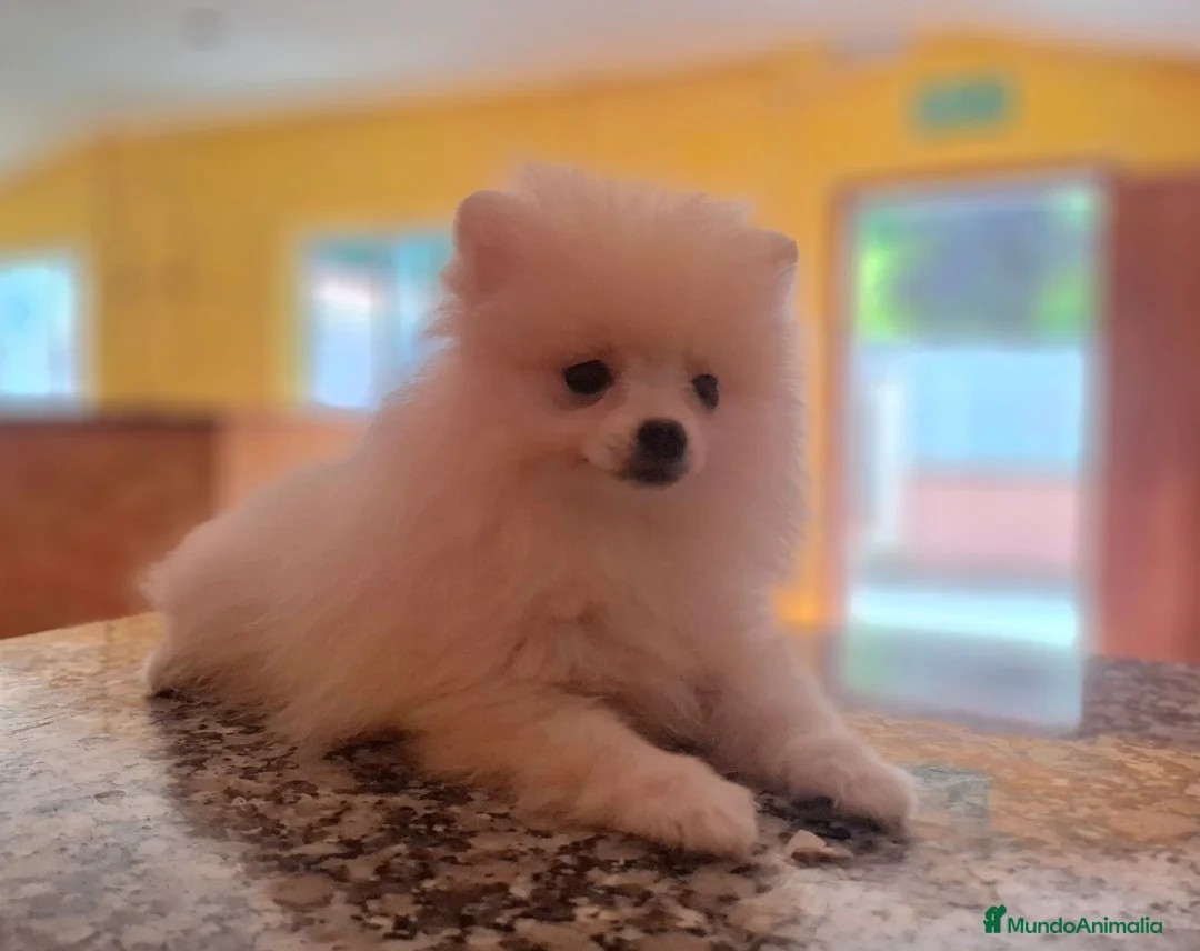 Pomerania perros en venta: POMERANIA - Anuncio 3