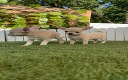 Chihuahua perros en venta: CHIHUAHUA MACHO - Imagen 12