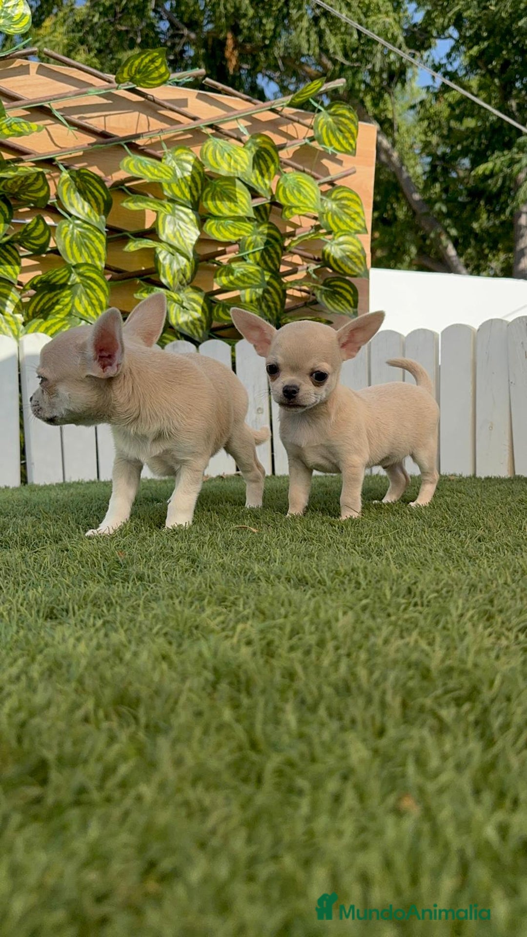 Chihuahua perros en venta: CHIHUAHUA MACHO - Imagen 12