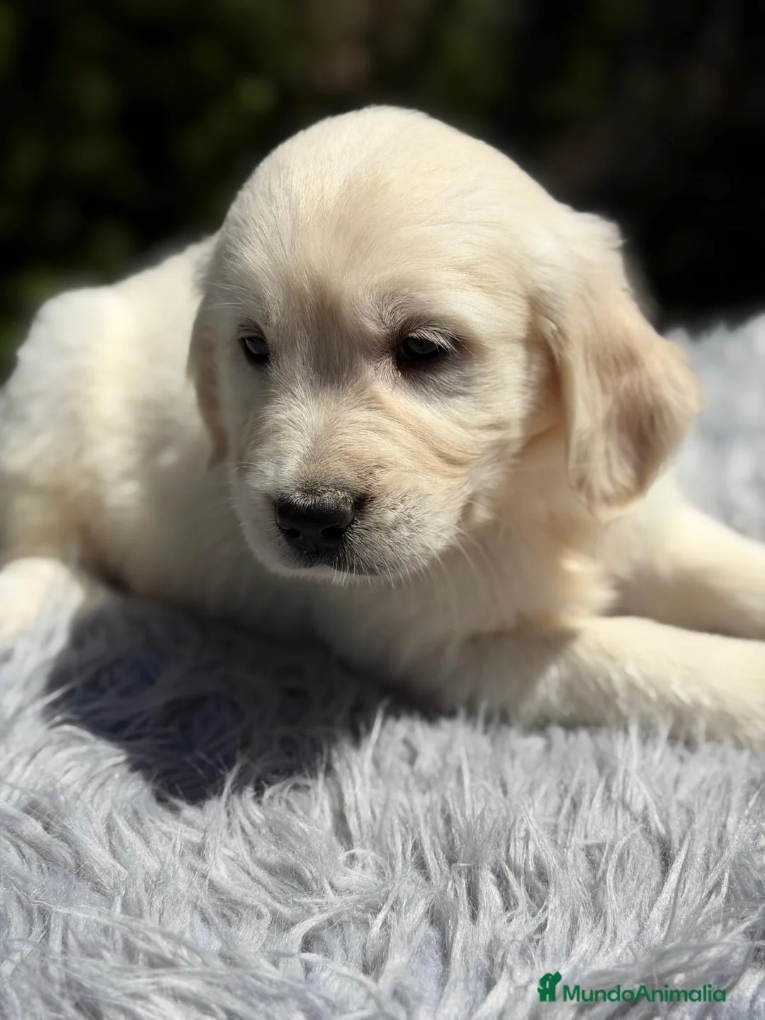 Golden Retriever perros en venta: EXCELENTE CAMADA DE GOLDEN RETRIEVER - Anuncio 8