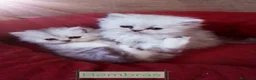 Persa gatos en venta: Persas Chinchillas - Anuncio 4