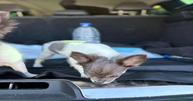 Chihuahua perros - Anuncio 5