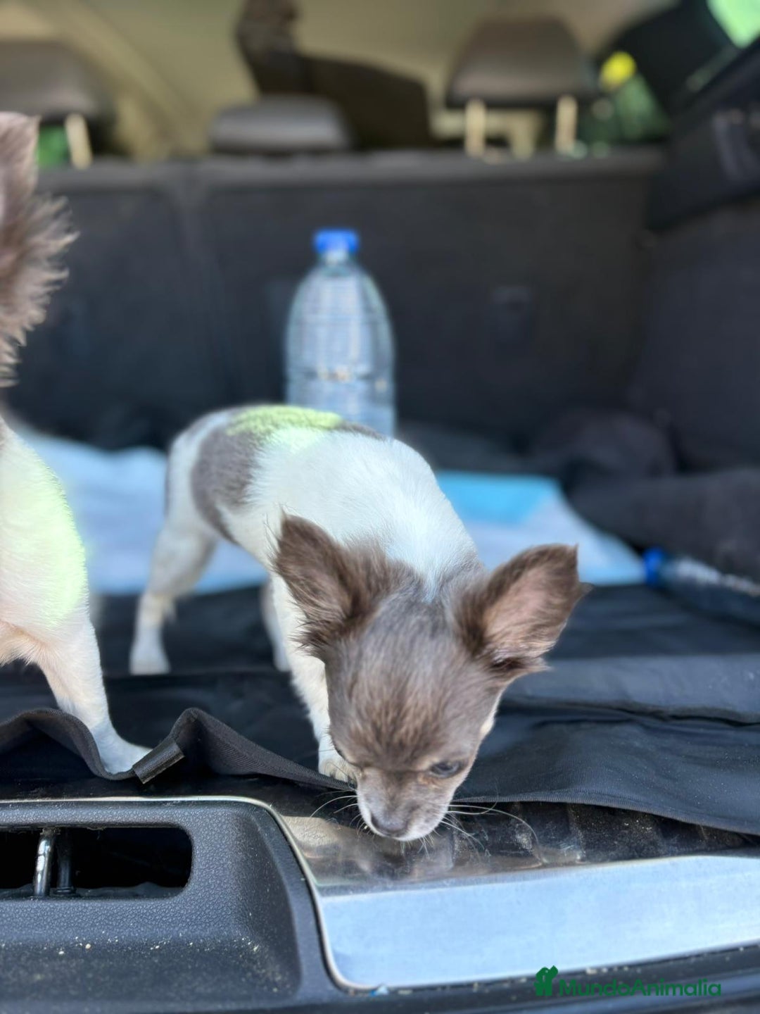 Chihuahua perros en venta: Chihuahuas pelo largo blanco blue - Imagen 3