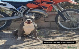 American Staffordshire-Terrier perros en venta: American Stanford  - Imagen 3