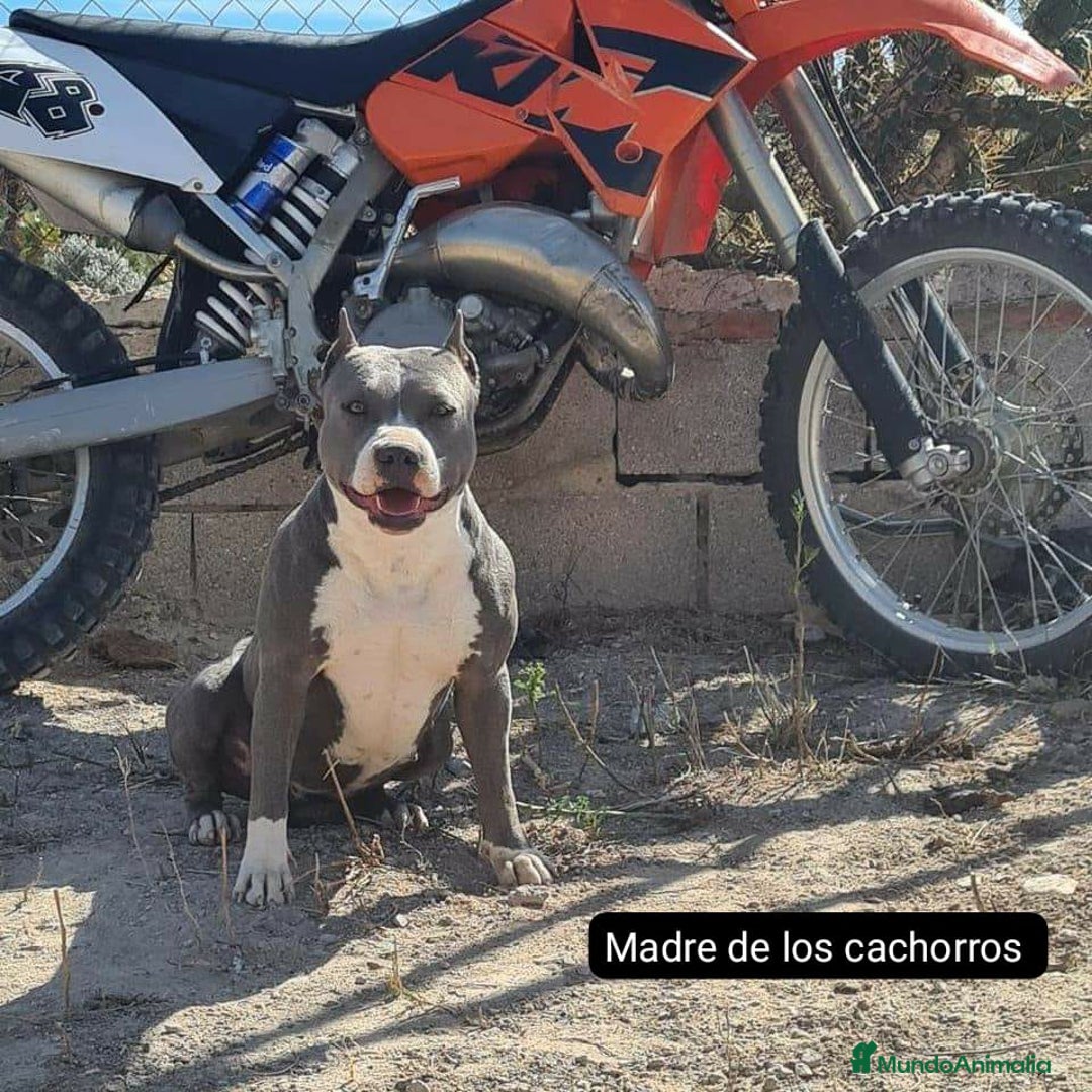 American Staffordshire-Terrier perros en venta: American Stanford  - Imagen 3