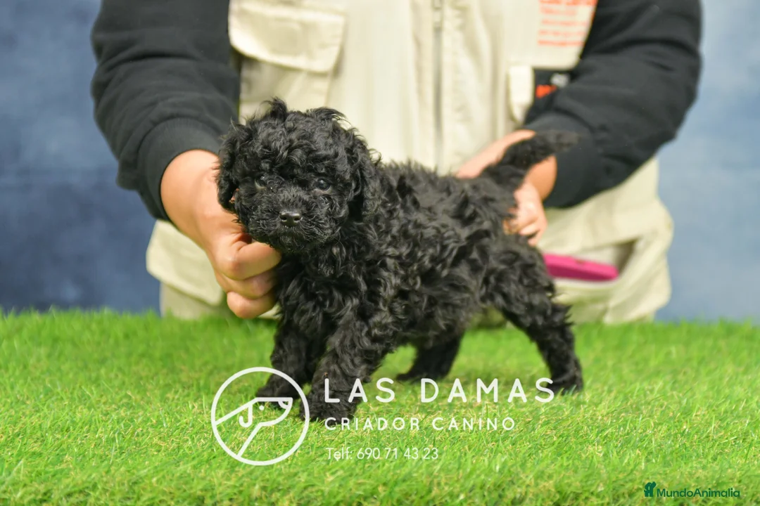 Caniche Toy perros en venta: Cachorros de Caniche. Cría ética, calidad garantía en Burgos - Anuncio 4