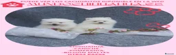 Pomerania perros en venta: IMPRECIOSNANTES CACHORRITOS DE POMERANIAS   - Anuncio 7