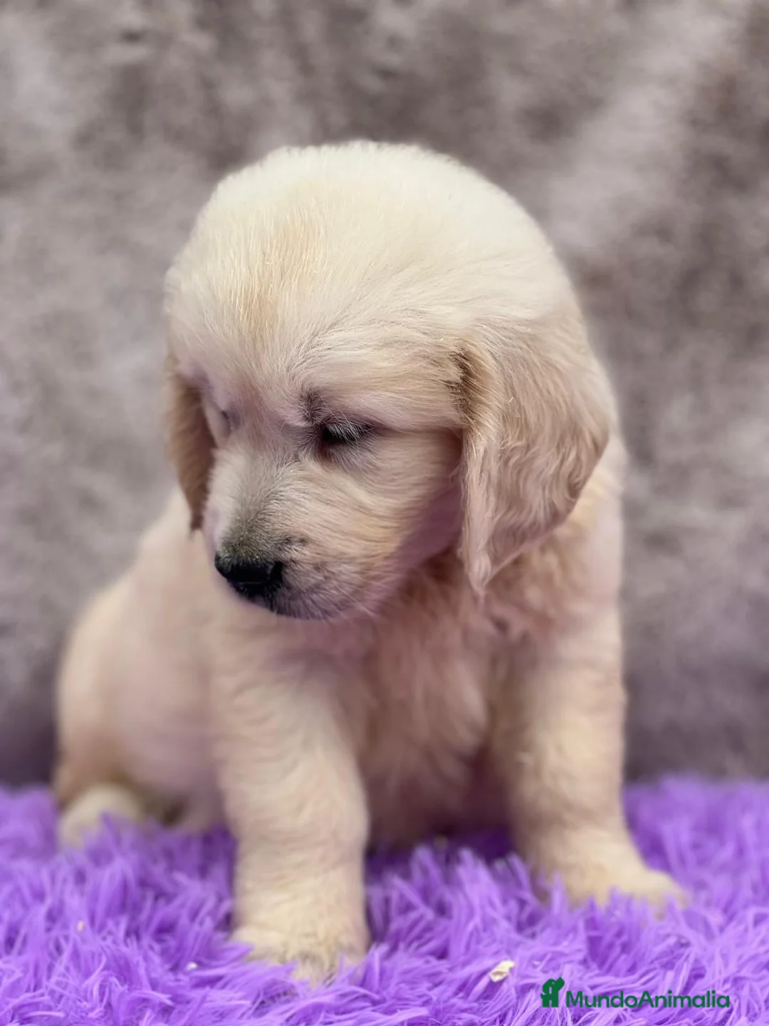 Golden Retriever perros en venta: GOLDEN RETRIEVER DISPONIBLES - Anuncio 3