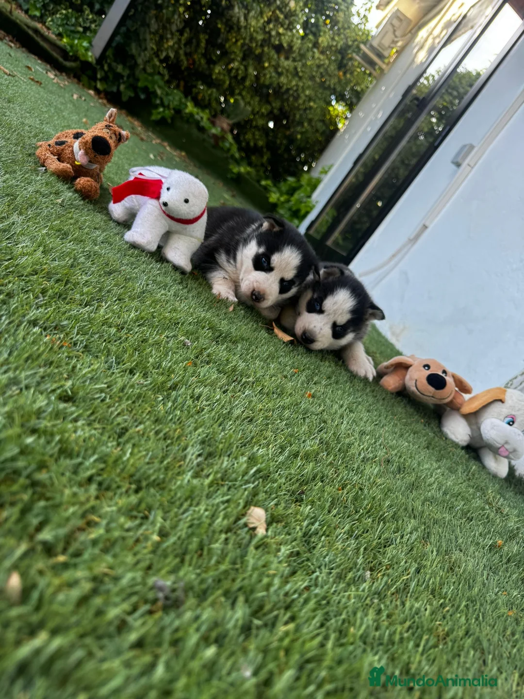 Husky Siberiano perros en venta: Husky siberiano  - Anuncio 12