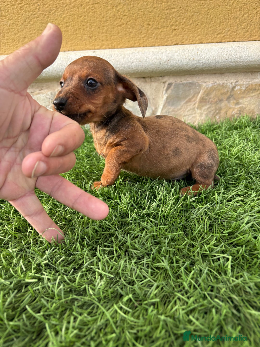 Teckel Miniatura perros en venta: Teckel Kaninchen macho Merle chocolate diluido  - Anuncio 5