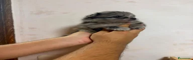 Pomerania 1