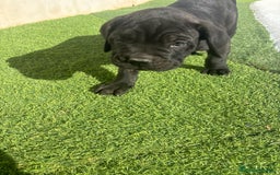 Cane Corso perros en venta: Cane Corso  - Anuncio 6