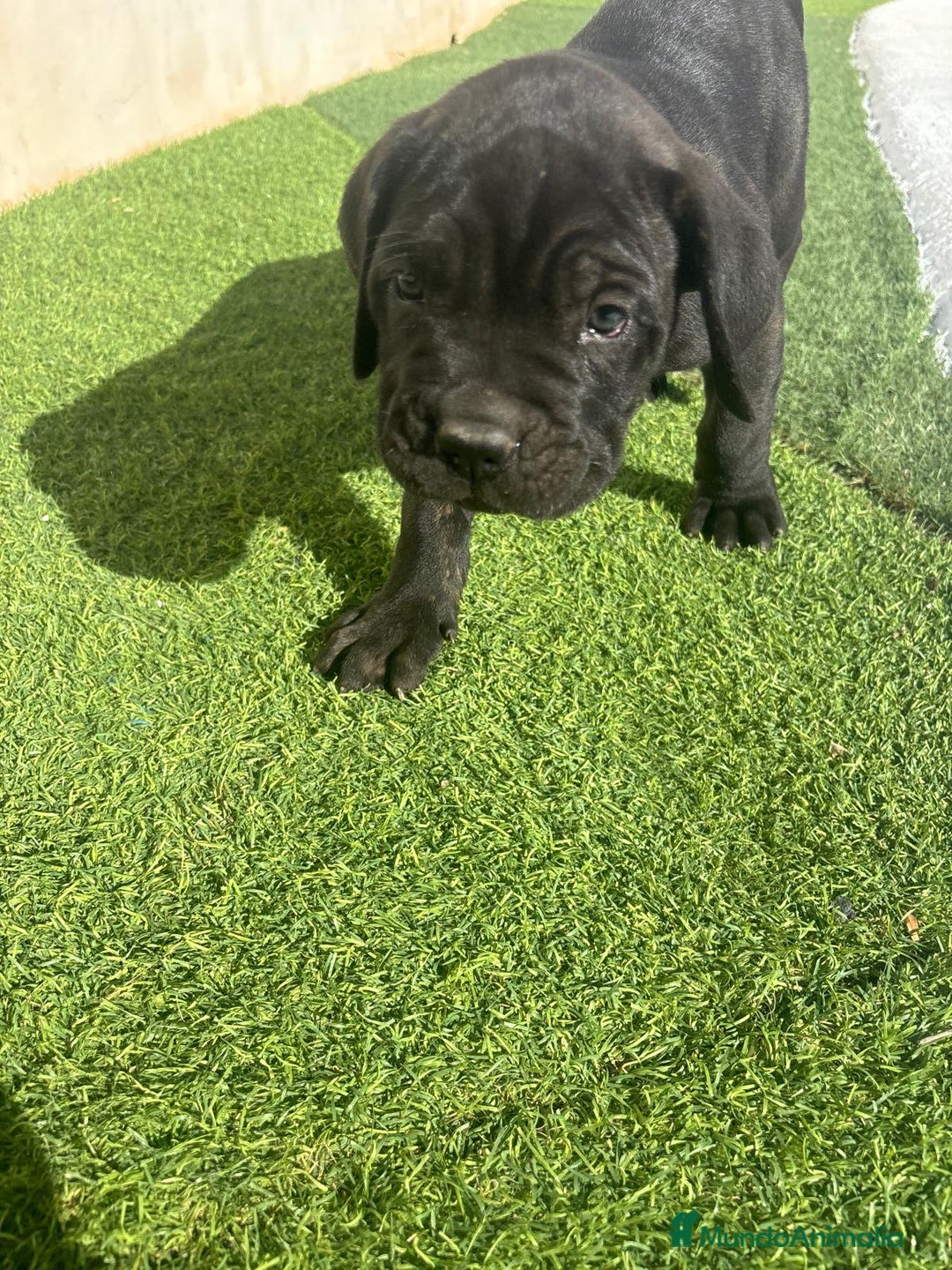 Cane Corso perros en venta: Cane Corso  - Anuncio 6