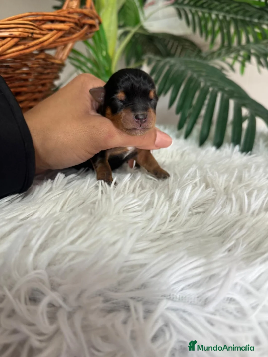 Yorkshire Terrier perros en venta: YORKSHIRE TERRIER - Anuncio 2