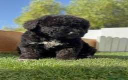 Perro de Agua Español perros en venta: PERRO DE AGUA ESPAÑOL HEMBRA - Imagen 23