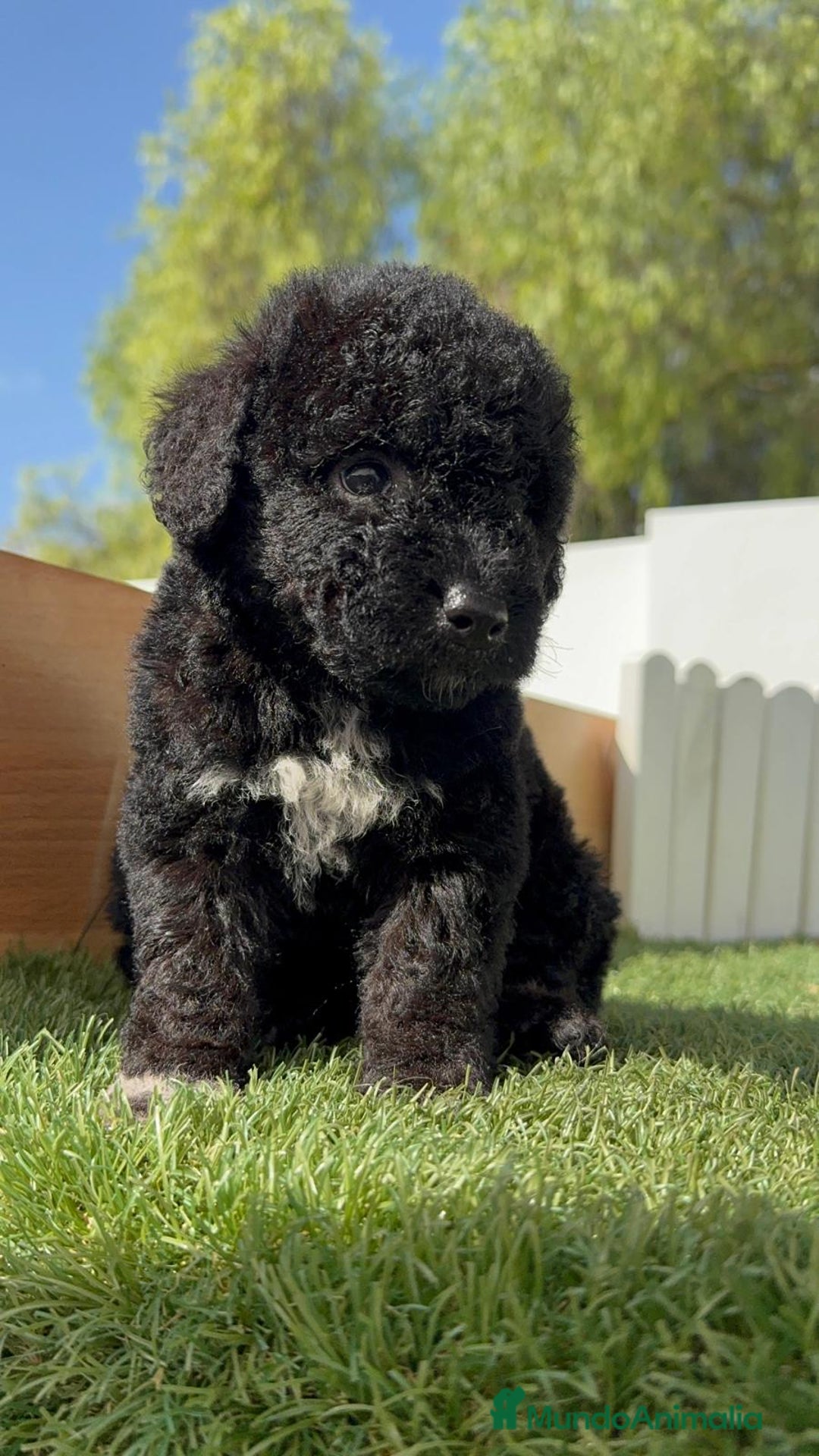 Perro de Agua Español perros en venta: PERRO DE AGUA ESPAÑOL HEMBRA - Imagen 23
