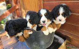 Boyero de Berna perros en venta: Criadero familiar de Boyeros de Berna - Imagen 1