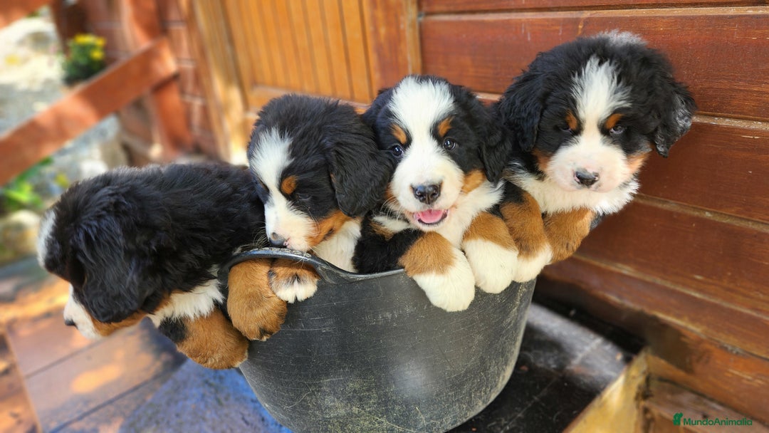 Boyero de Berna perros en venta: Criadero familiar de Boyeros de Berna - Imagen 1