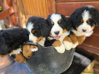 Boyero de Berna perros - Anuncio 3