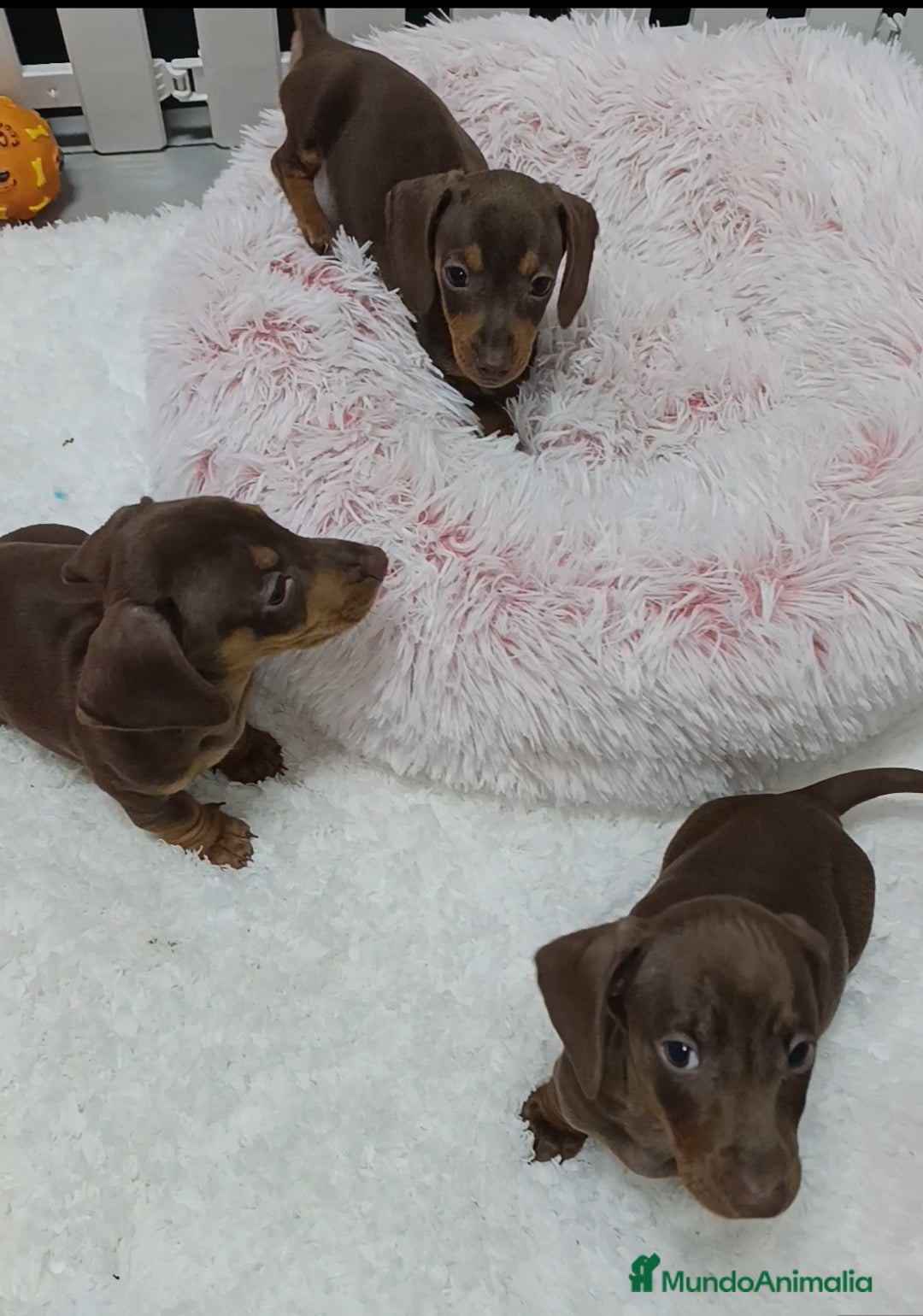 Teckel Miniatura perros en venta: Teckel salchichas  - Anuncio 2