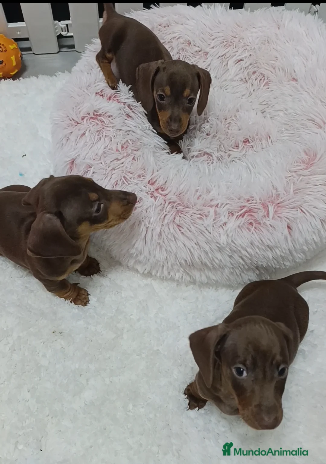 Teckel Miniatura perros en venta: Teckel salchichas  - Anuncio 2