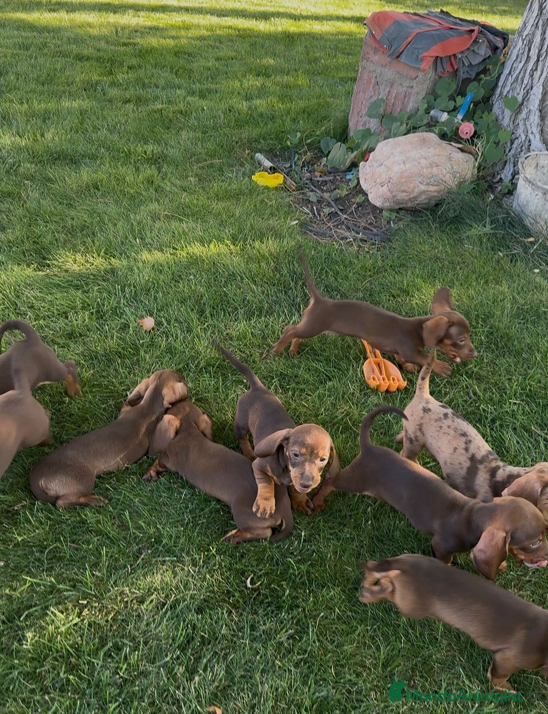 Teckel Miniatura perros en venta: TECKEL MINIATURAS - Imagen 4