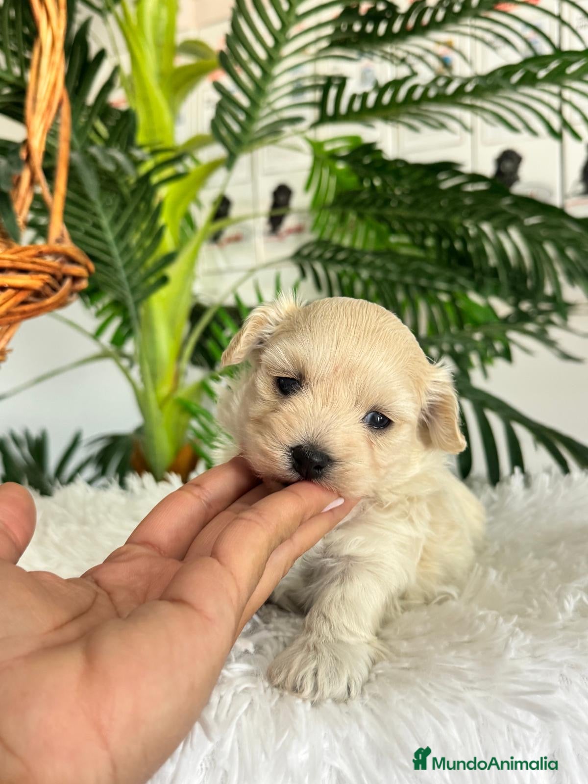 Maltipoo perros en venta: MALTIPOO HEMBRA - Anuncio 4