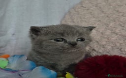 Británico de Pelo Corto gatos en venta: Brithis pelo corto Blue silver y de más  - Anuncio 5