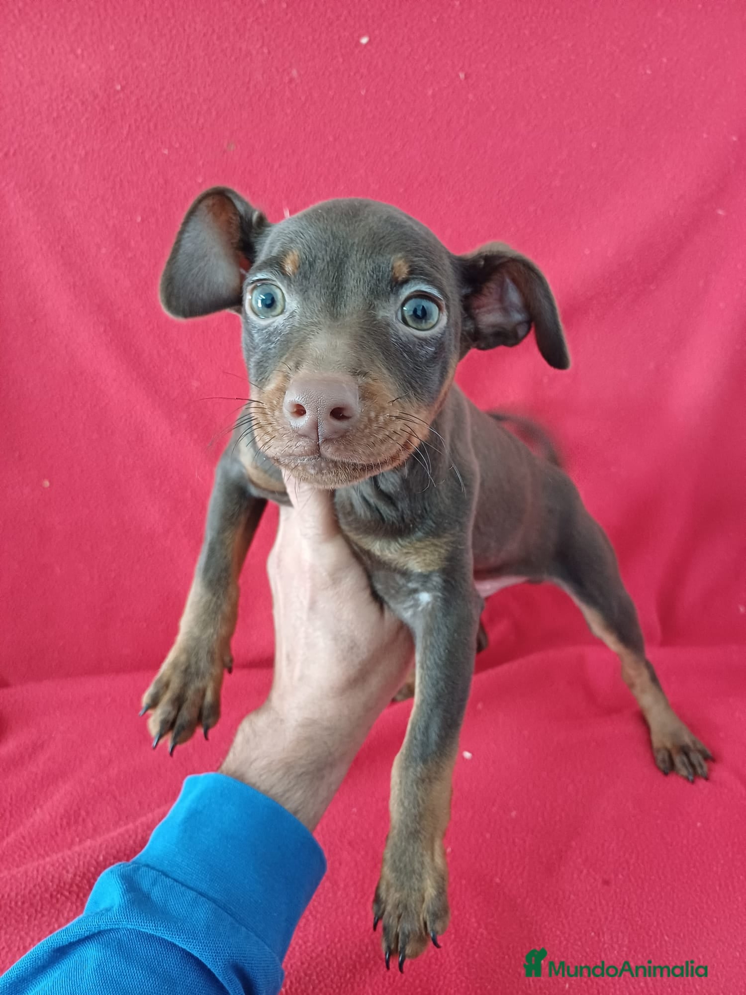 Pinscher Miniatura perros MiniPincher Chocolate  - Anuncio 2