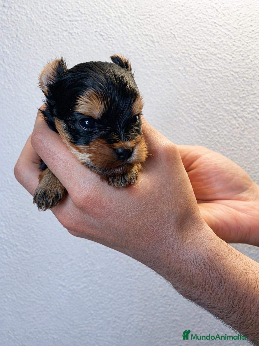 Yorkshire Terrier perros 🐾 Yorkshire Terrier - Anuncio 2