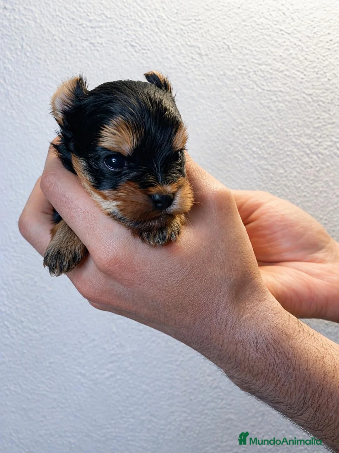 Yorkshire Terrier perros en venta: 🐾 Yorkshire Terrier - Anuncio 5