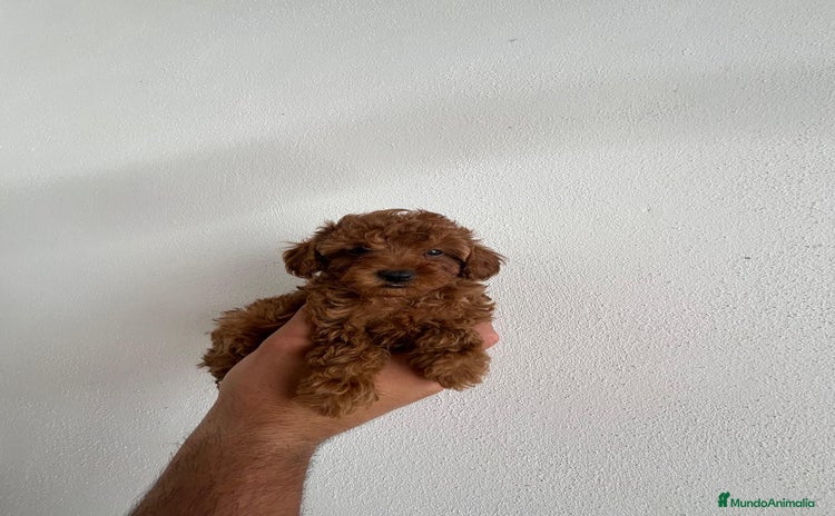 Caniche Toy perros - Anuncio 2