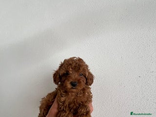 Caniche Toy perros - Anuncio 18