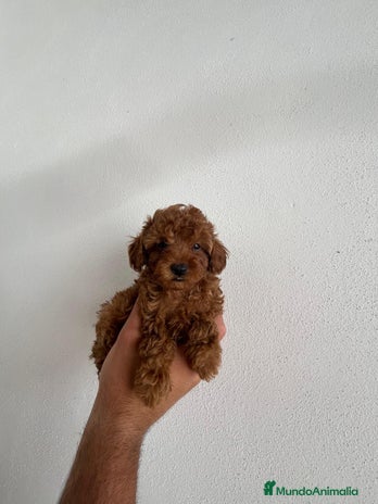 Caniche Toy perros - Anuncio 19