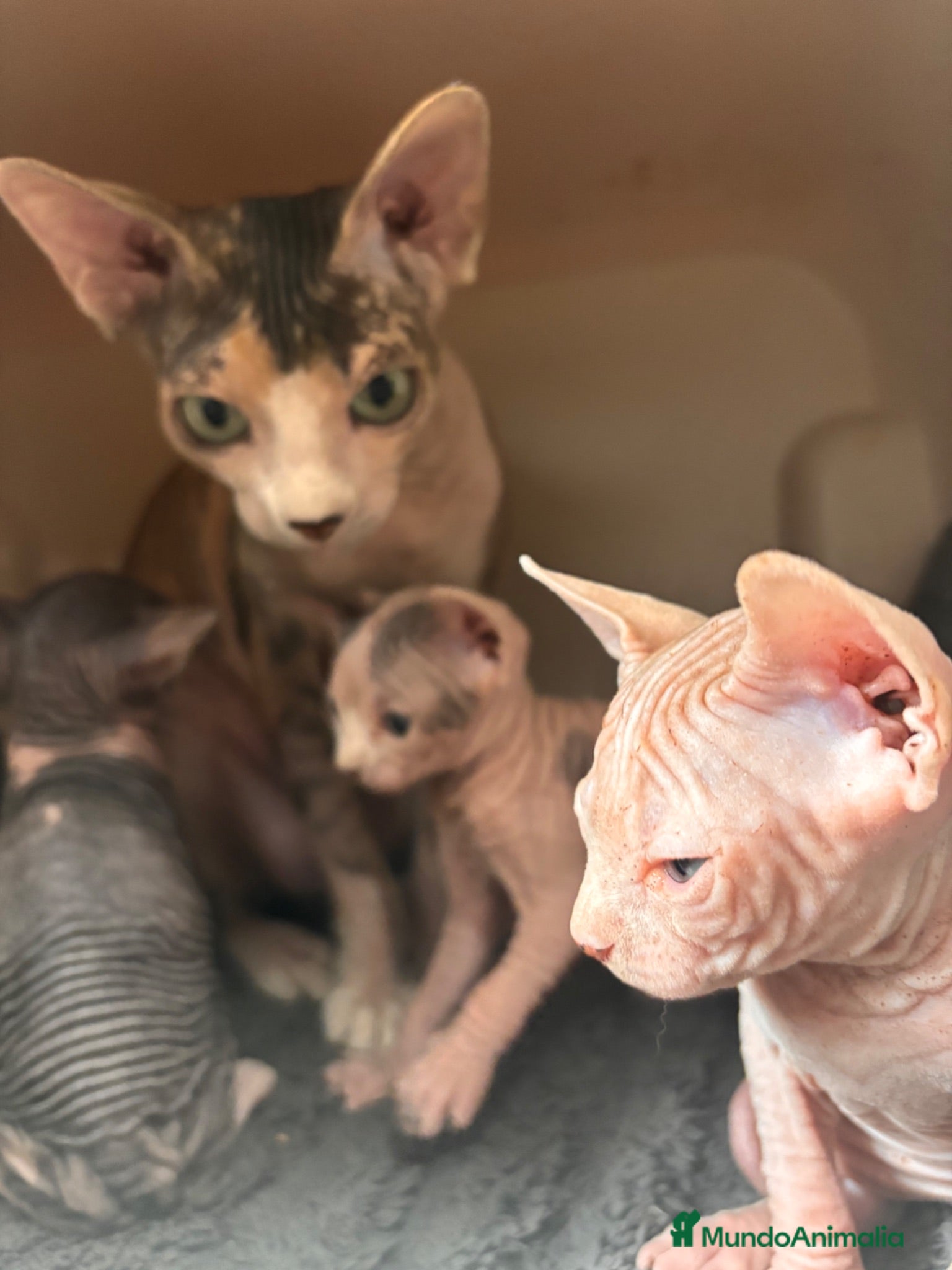 Sphynx gatos 😍🐾Nueva camada🐾😍 - Anuncio 1