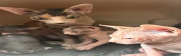 Sphynx gatos en venta: 😍🐾Nueva camada🐾😍 - Anuncio 1