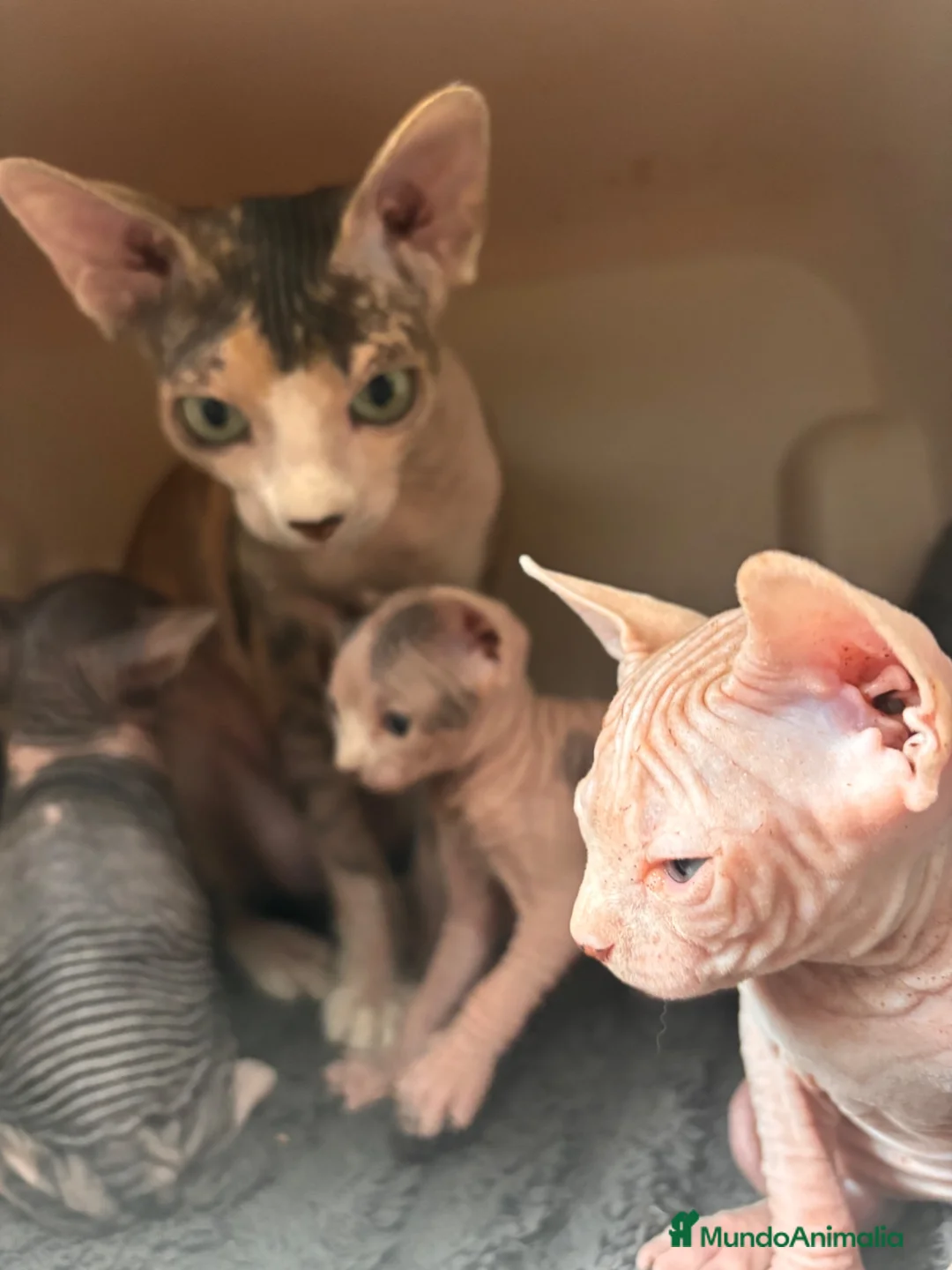 Sphynx gatos en venta: 😍🐾Nueva camada🐾😍 - Anuncio 1