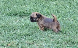 Grifón de Bruselas perros en venta: Griffon de bruselas - Imagen 5