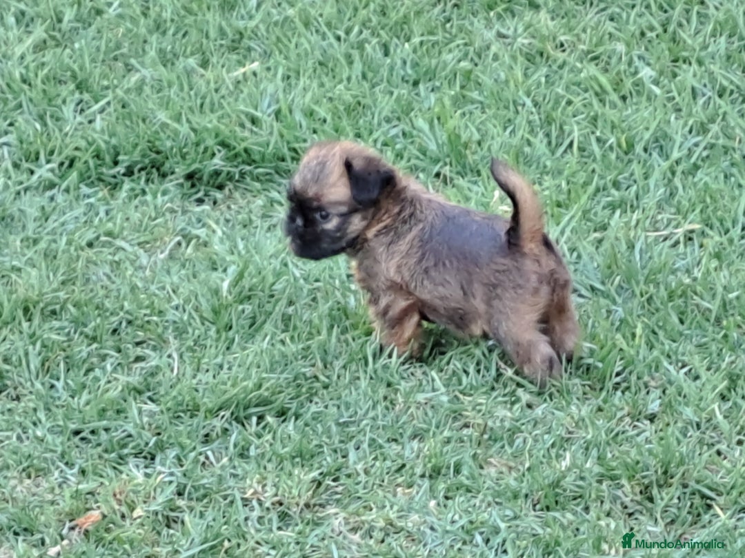 Grifón de Bruselas perros en venta: Griffon de bruselas - Imagen 5