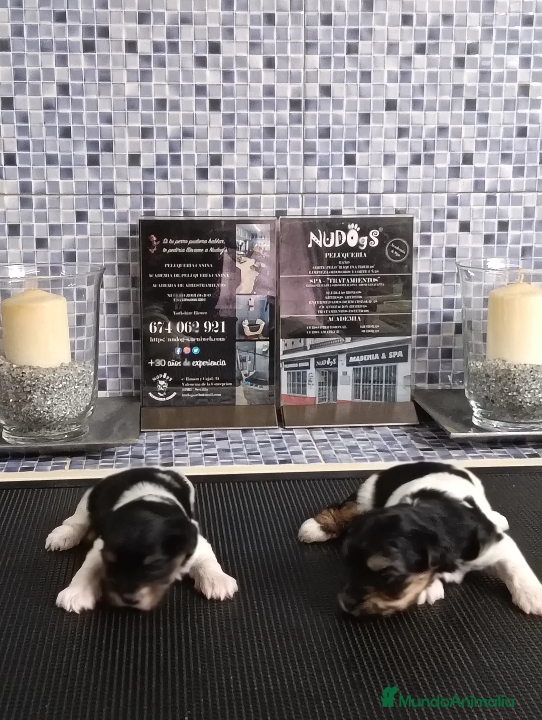 Biewer Yorkshire Terrier a la Pom Pon perros en venta: Biewer hembras opción pedigree  en Sevilla - Anuncio 2