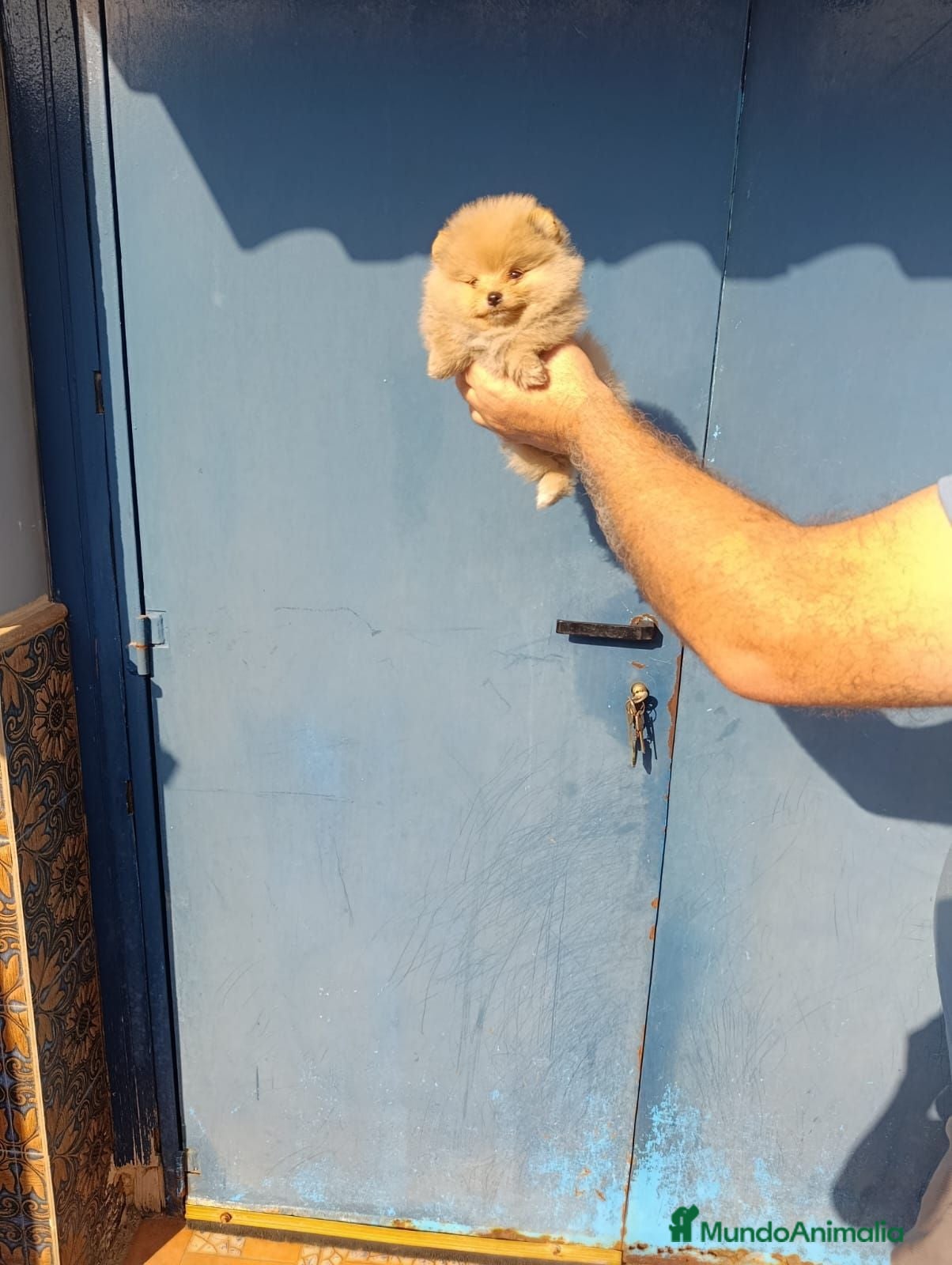 Pomerania perros Pomerania ositos - Anuncio 1