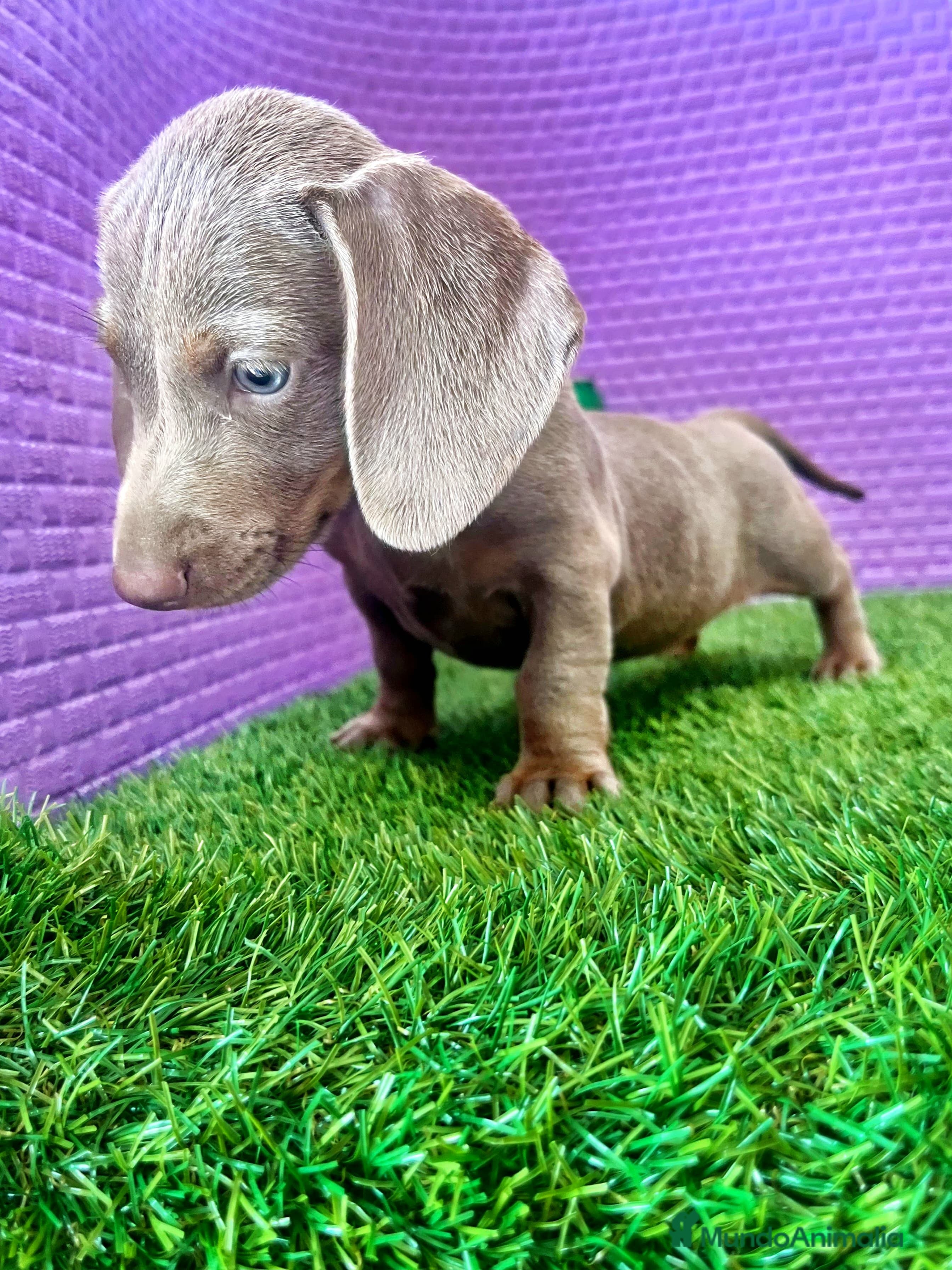 Teckel Miniatura perros Teckel Arlequín blue  - Anuncio 16