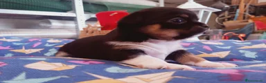 Chihuahua 3
