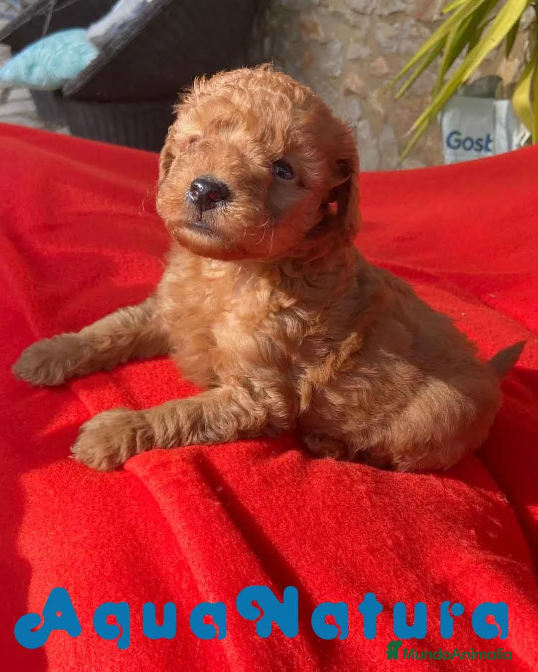 Caniche Toy perros en venta: Caniche Macho 7352 de Camila - AQUANATURA en Barcelona - Anuncio 8