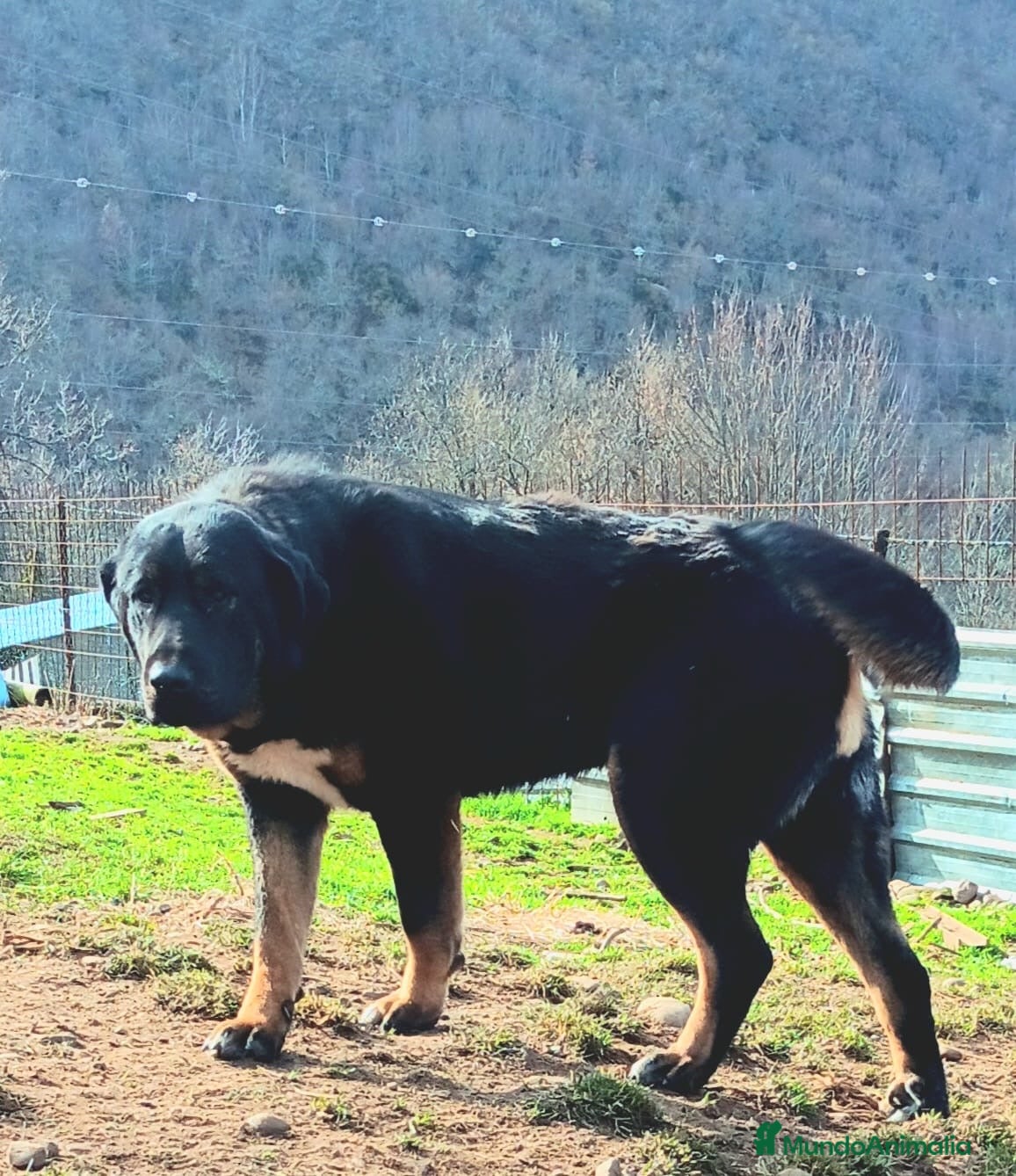 Mastín Español perros Mastin Español PURO - Anuncio 1