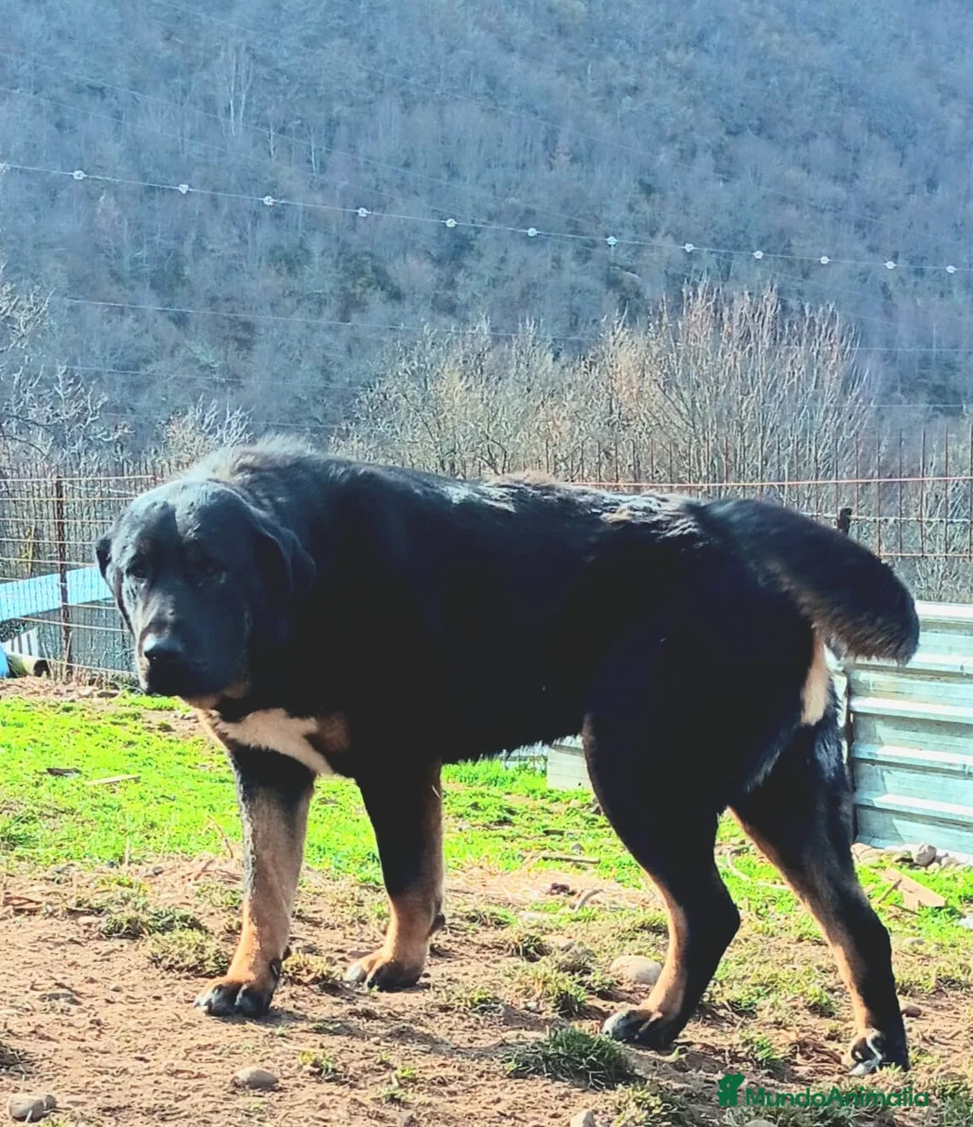 Mastín Español perros en venta: Mastin Español PURO - Anuncio 1