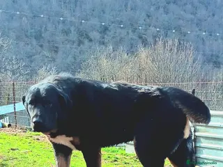 Mastín Español perros Mastin Español PURO - Anuncio 1