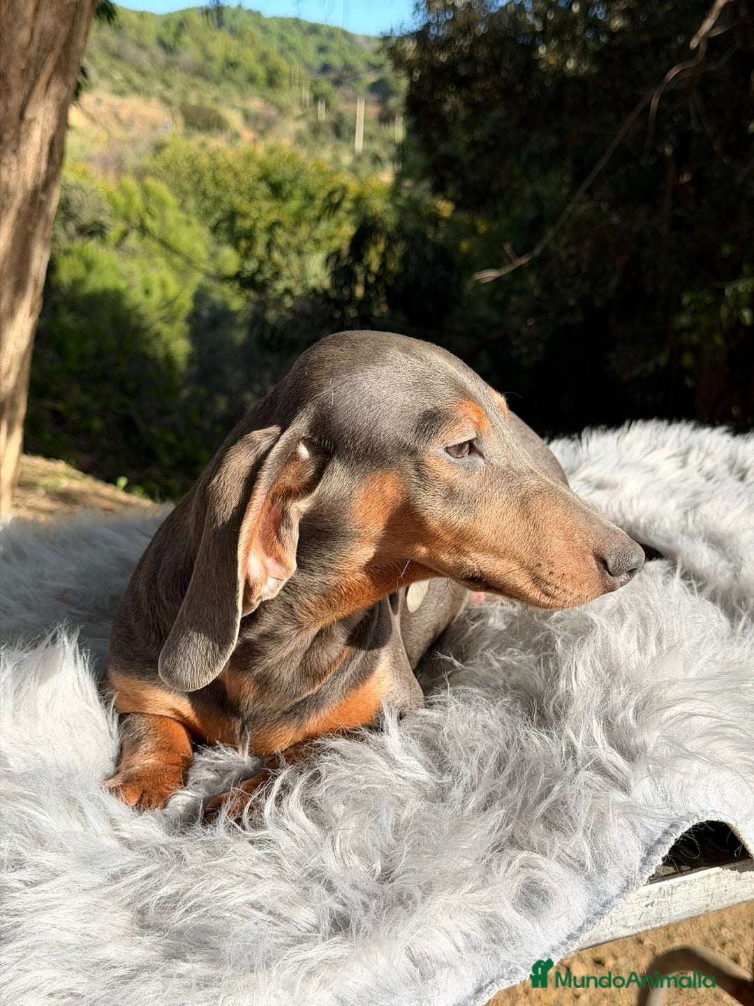 Teckel Miniatura perros en venta: Teckel blue mini - Anuncio 5