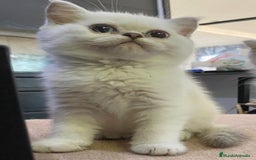 Británico de Pelo Corto gatos en venta: Cachorros british  - Imagen 2