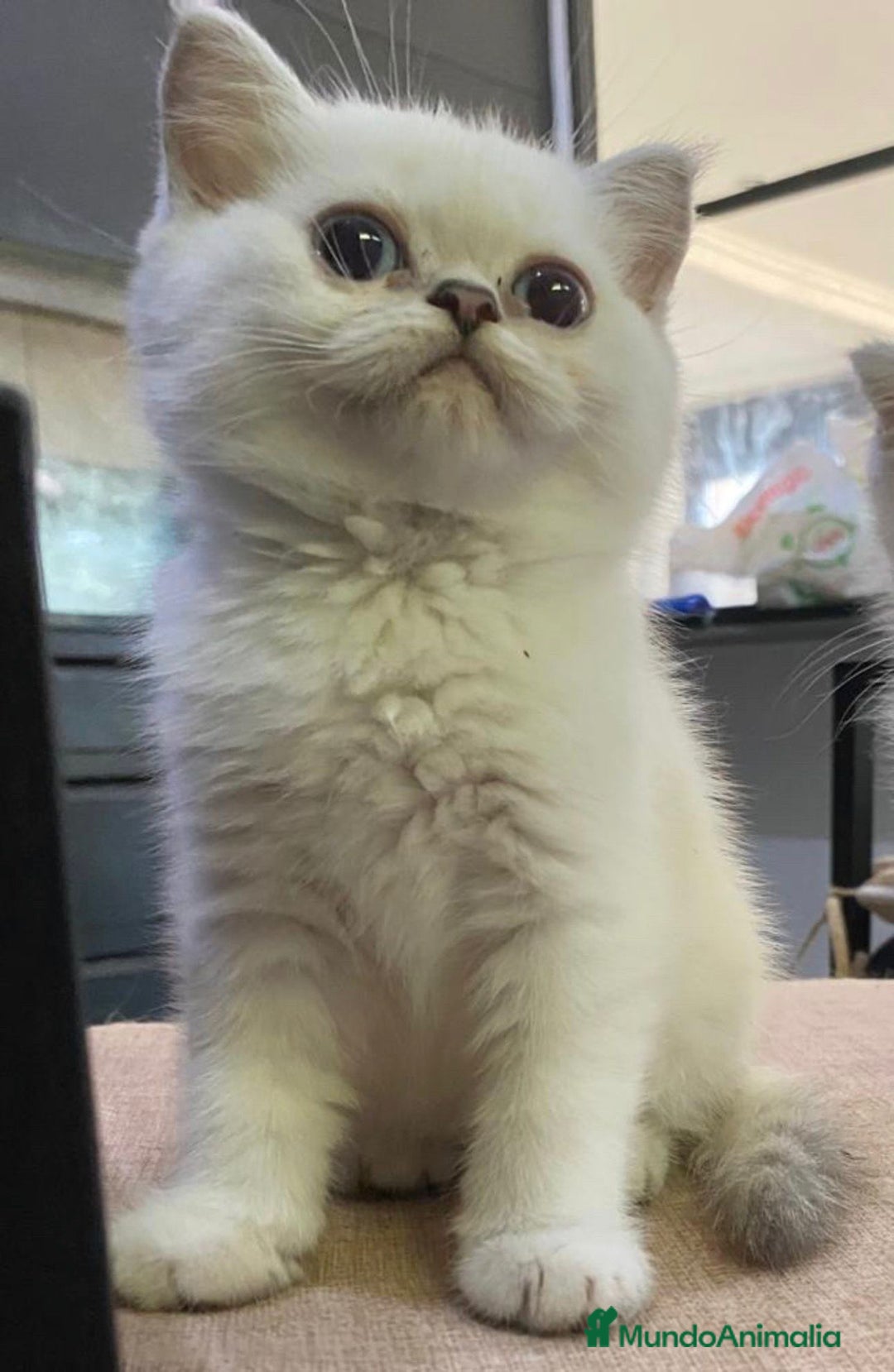 Británico de Pelo Corto gatos en venta: Cachorros british  - Imagen 2